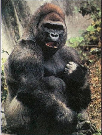 Is India’s Nuclear Threat Mere Gorilla Dust?
