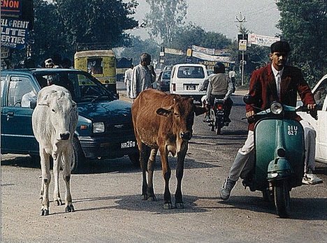 Delhi’s Discontented Cows