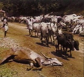 Humane Society video exposes animal horrors