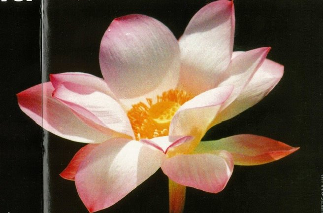 God’s Favorite Flower