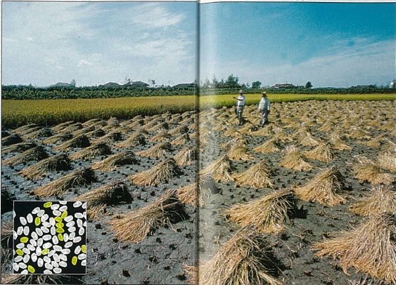 Golden Rice: When Science Goes Awry