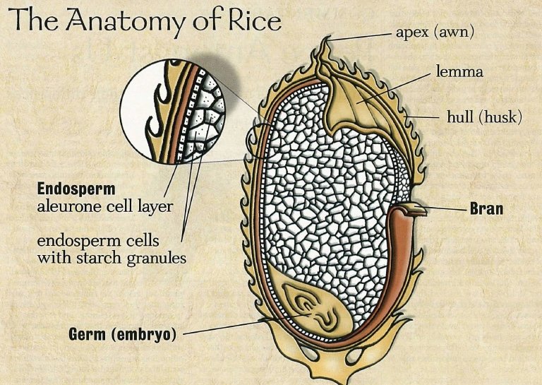 Why Brown Rice is Healthier
