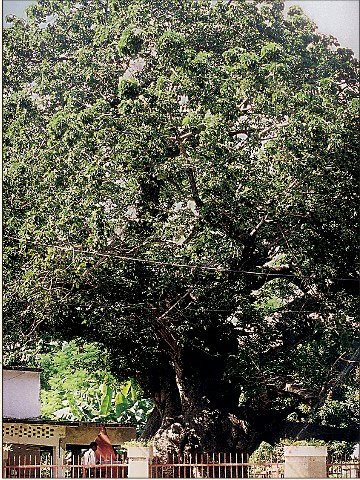 Earth’s Rarest Tree