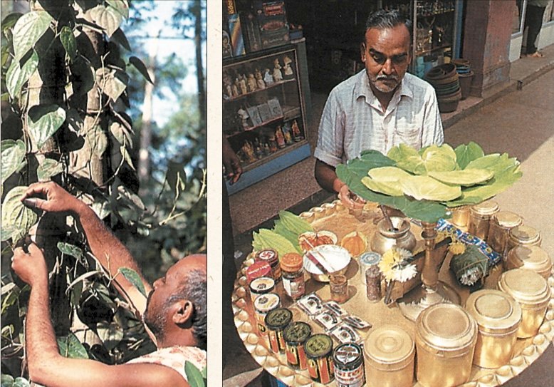 Chewing Betel