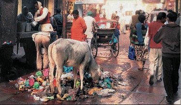 Vrindavan Cleanup