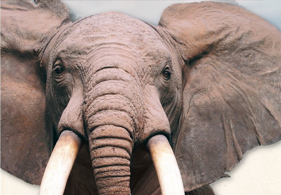 THE SECRET LIFE OF ANIMALS