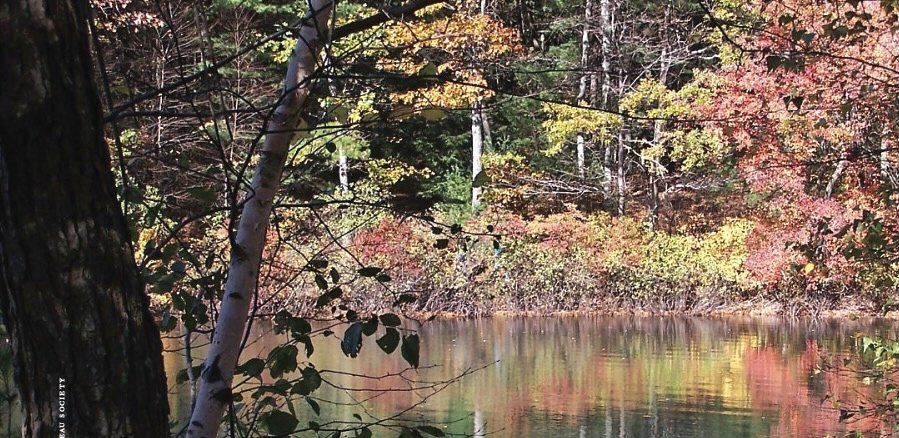 Thoreau A Sage in Early America