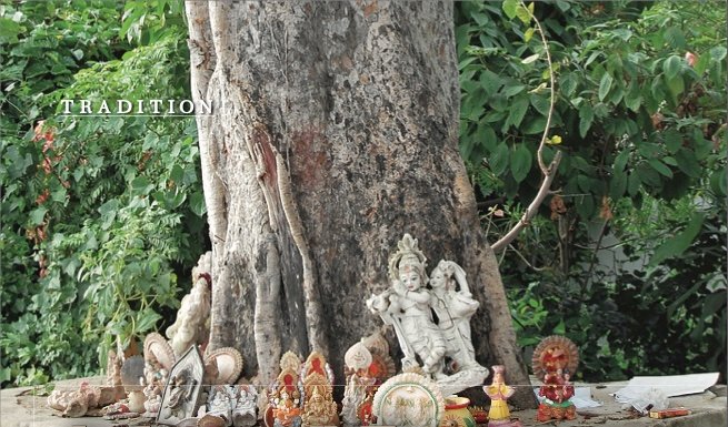Arboreal Treasures