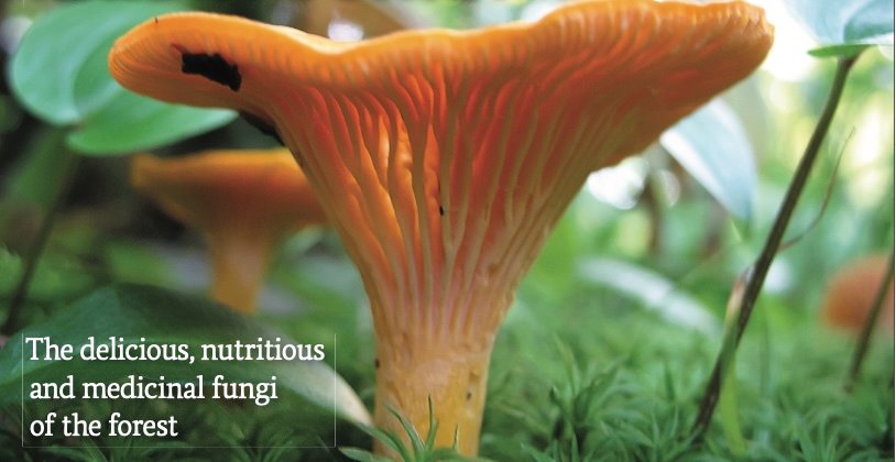 Food: Mushrooms!