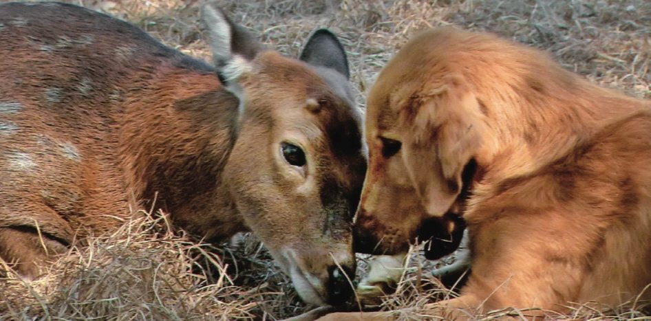 Nature: Animals Have Souls and Feelings, Just Like We Do