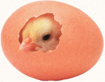 Science: Why Eggs Are Not Vegetables