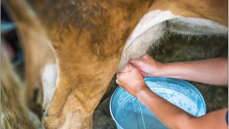 Do Hindus Have a Milk Problem?