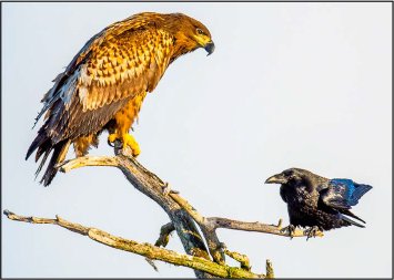 Crow Lessons on Life and Immortality