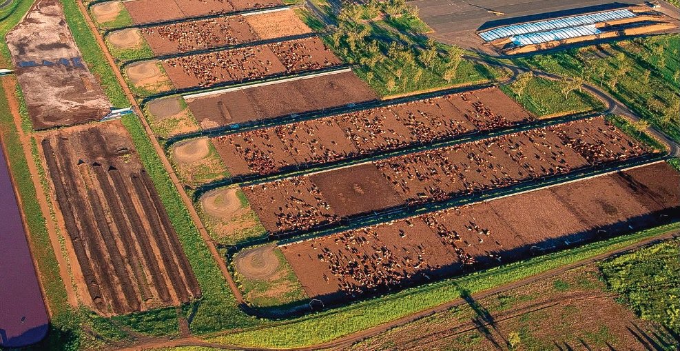 Assessing the Meat Industry’s Impact on Earth’s Climate