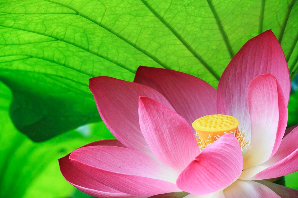 All About Meditation